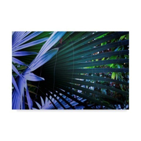 Anthony Paladino 'Abstract Art Palm Leaves' Canvas Art, 16x24, Trademark Fine Art, Mfr#: ALI24615-C1624GG